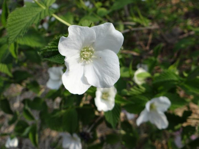 d0037233_9415176.jpg