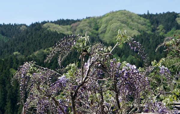 d0037233_946727.jpg