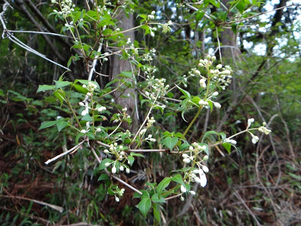 d0037233_9505837.jpg