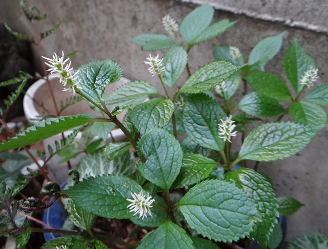 d0037233_957825.jpg