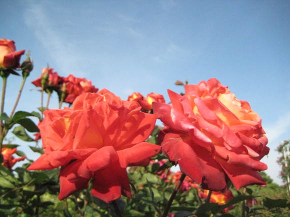 f0247039_21313470.jpg