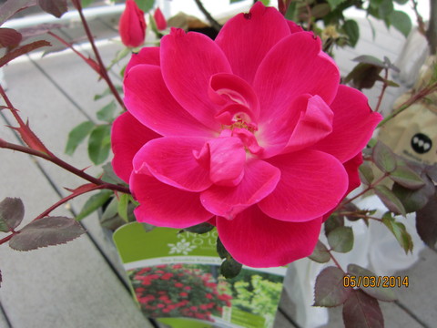 a0204348_2144258.jpg