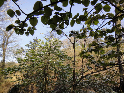 c0179351_941858.jpg