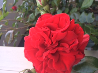 c0206177_8554855.png