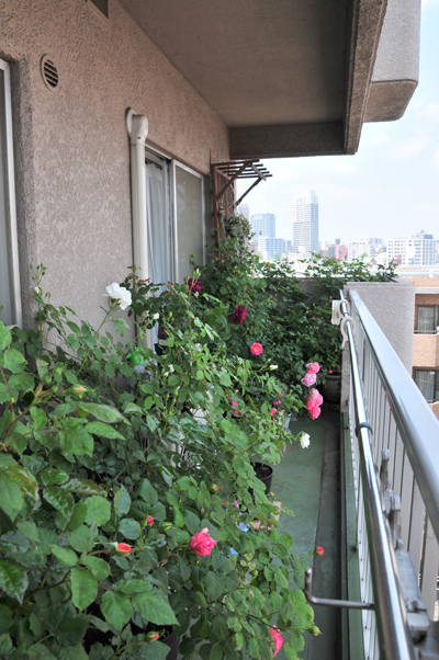 c0004078_12555768.jpg