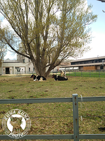 f0210380_13114159.jpg