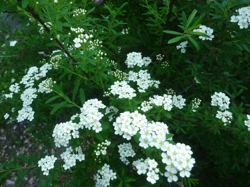 a0243983_20523252.jpg