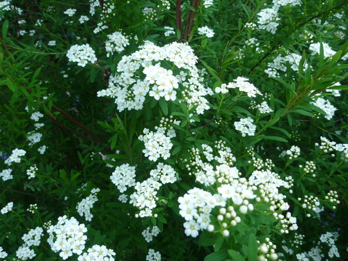 a0243983_2121182.jpg
