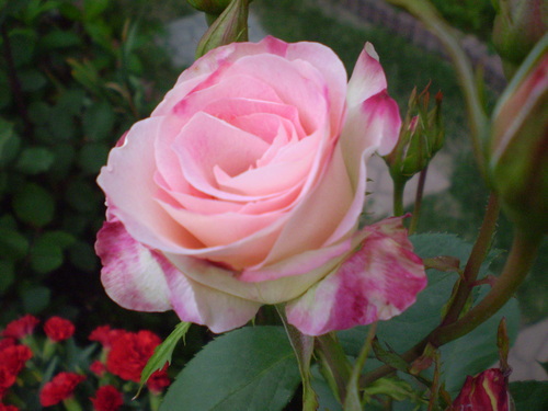 a0135990_20571750.jpg
