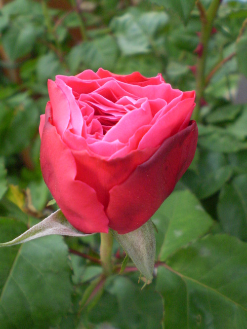 a0135990_2102759.jpg