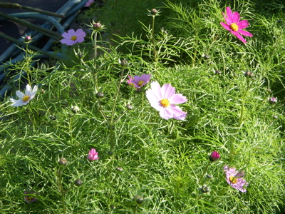 c0149195_0162737.jpg