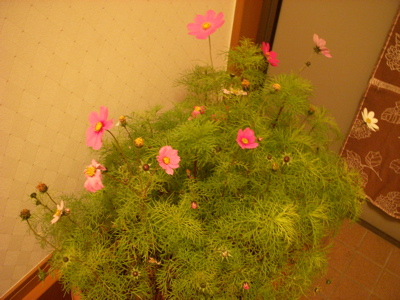 c0149195_12154060.jpg