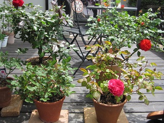 c0152002_20464301.jpg