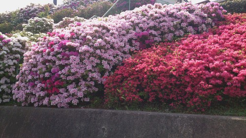 c0124908_971113.jpg