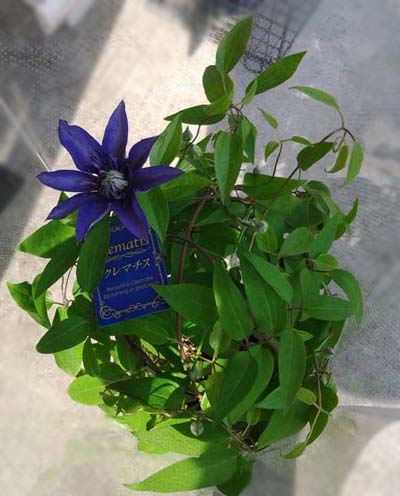 c0175114_916127.jpg