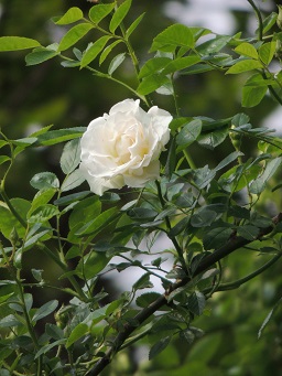 f0150620_840870.jpg