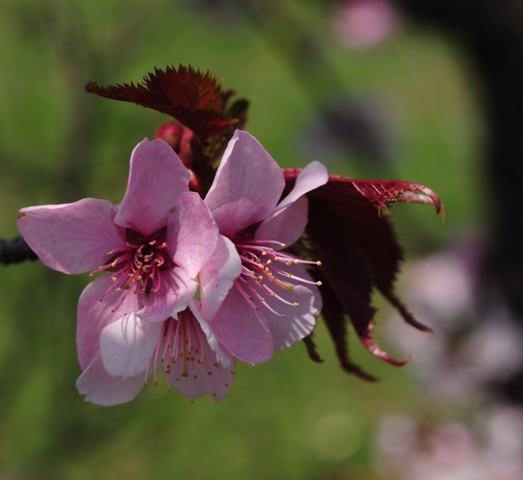 f0229527_2101289.jpg