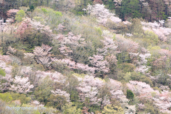 e0083238_1504557.jpg