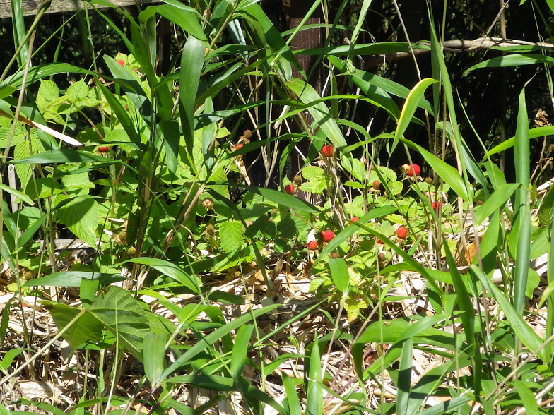 f0201157_00295665.jpg