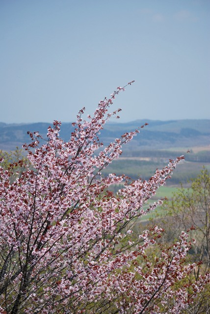 b0086858_2048222.jpg