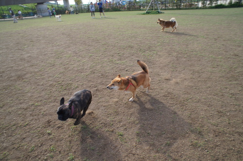 c0298565_23393575.jpg