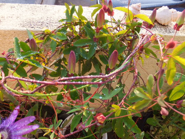 a0271502_10591418.jpg