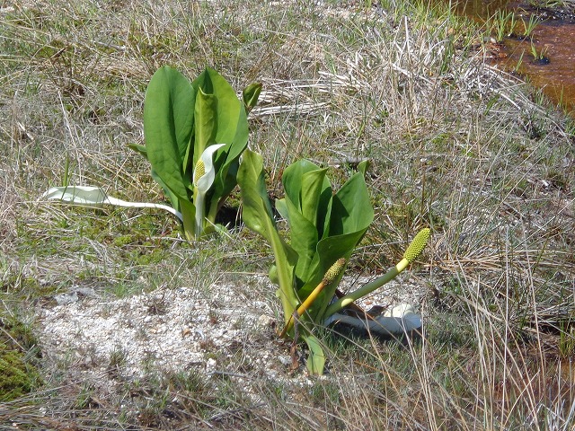 c0147398_15533889.jpg