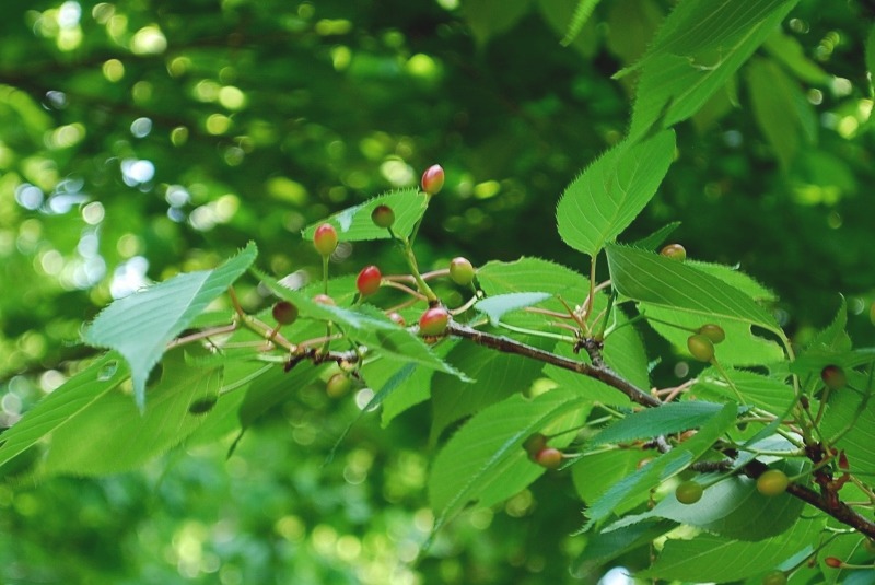 e0025300_2325168.jpg