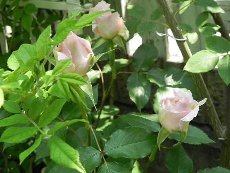 c0152002_11133886.jpg