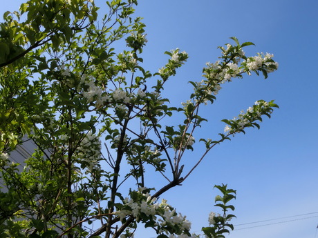 a0203003_20265499.jpg