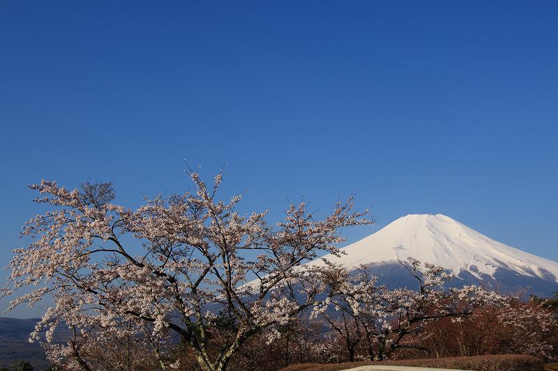 a0188405_7412295.jpg