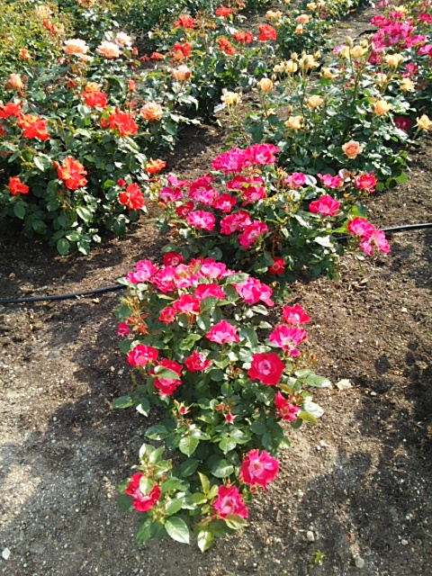 c0152507_4594716.jpg