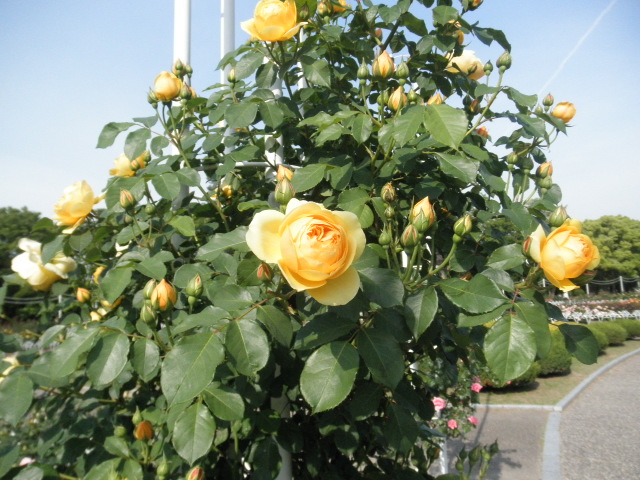 c0152507_522832.jpg