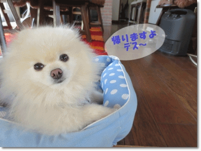 b0167519_16274591.gif