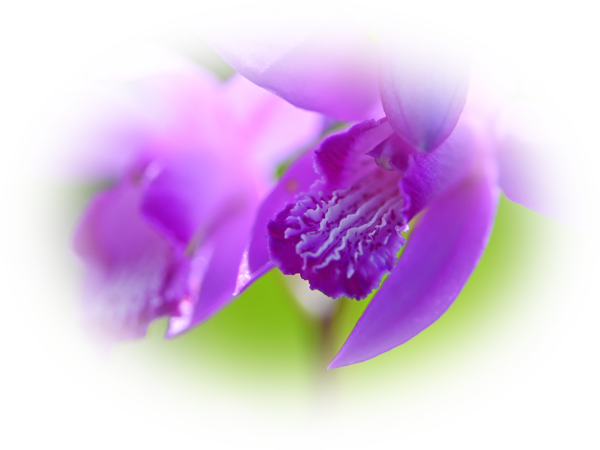 d0029829_11335036.png
