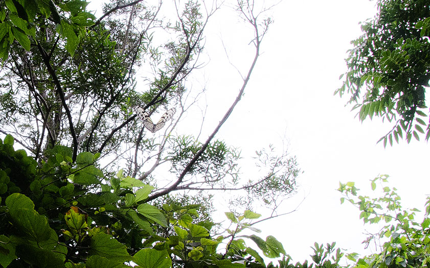 a0126632_8532427.jpg