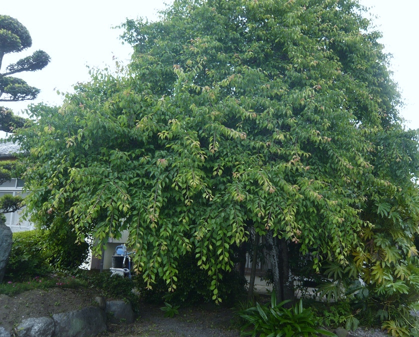 a0206332_10481913.jpg