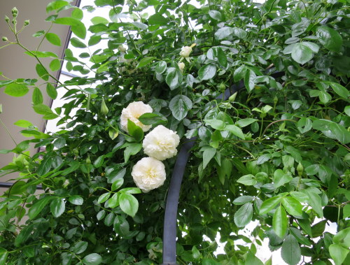 b0178339_07164327.jpg