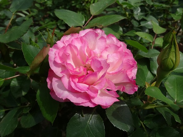b0299042_15142477.jpg
