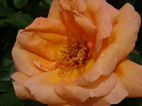 b0299042_15144733.jpg