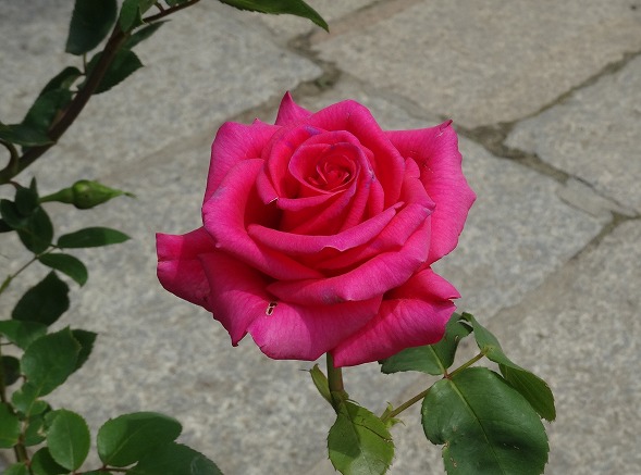 b0299042_15151045.jpg