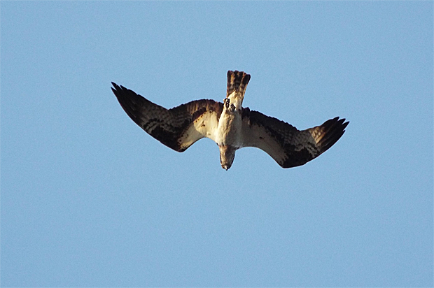 f0214649_4273140.jpg