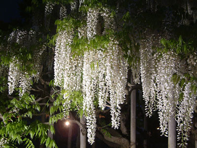 c0050264_20543850.jpg