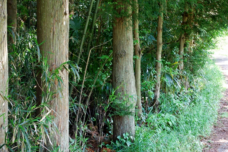 e0025300_9194295.jpg