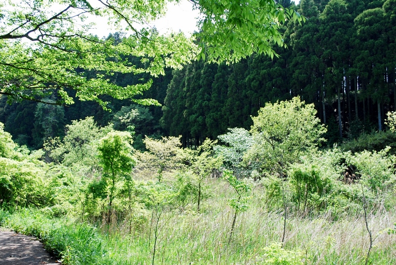e0025300_9201167.jpg