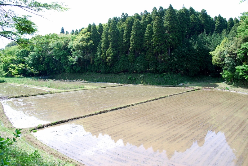 e0025300_9213474.jpg