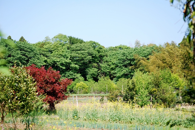 e0025300_921641.jpg