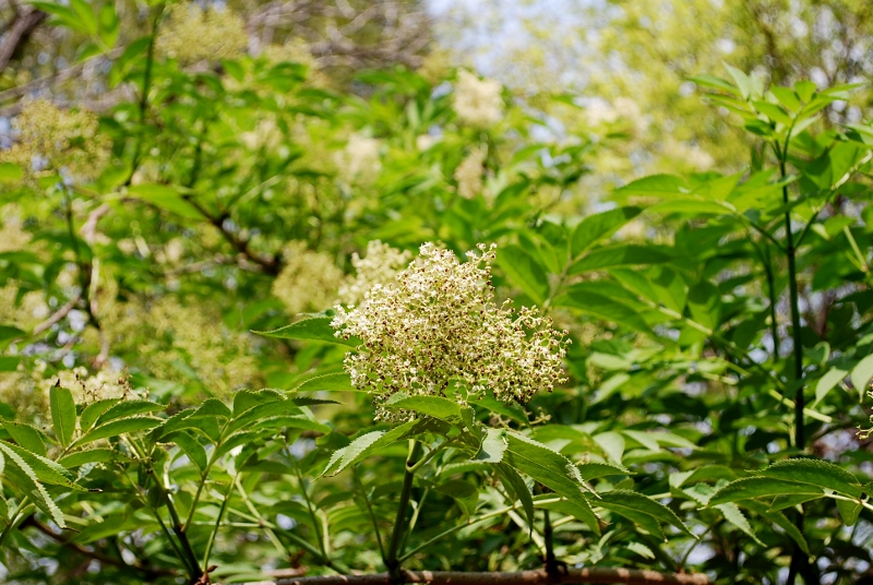e0025300_9391452.jpg