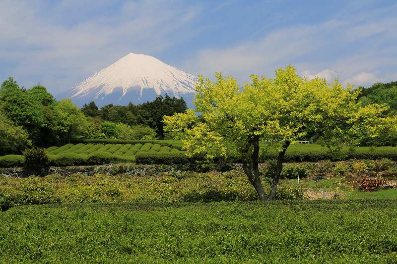 a0188405_8234290.jpg