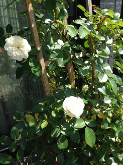 c0046316_1835998.jpg